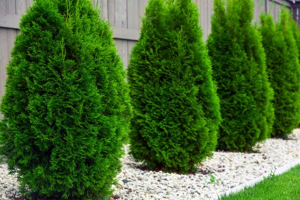 Arborvitae Planting in Boerne