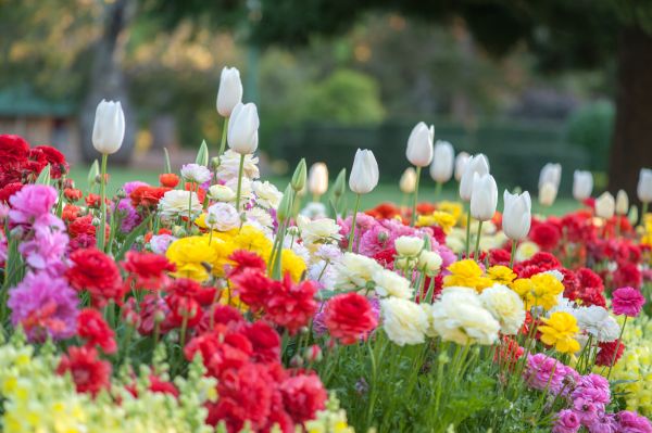 Gardening Service in Boerne