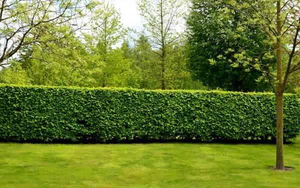 Hedge Planting in Boerne
