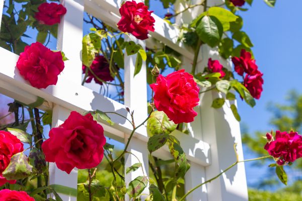 Home Gardening Service in Boerne