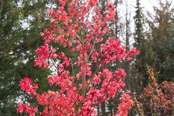 Japanese Maple Planting in Boerne