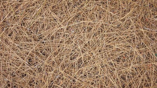 Pine Needles Delivery in Boerne