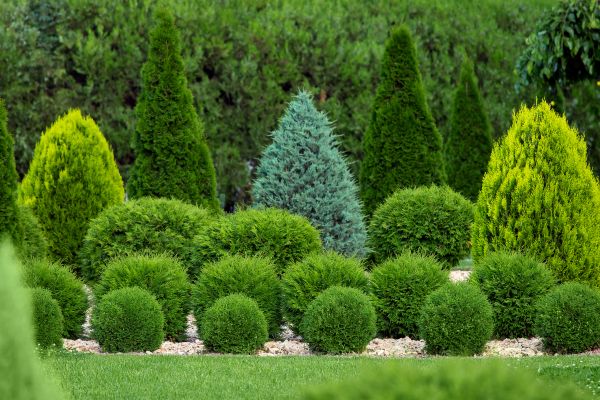 Shrub Replacement in Boerne