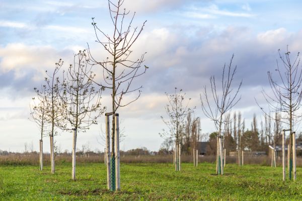 Tree Installation Service in Boerne