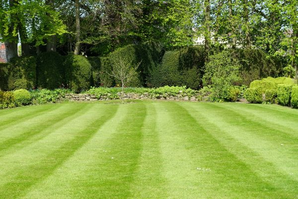 Lawn Renovation in Boerne
