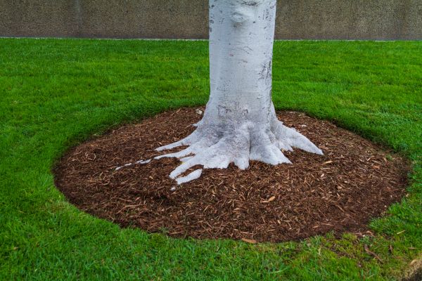 Brown Mulch Installation in Boerne