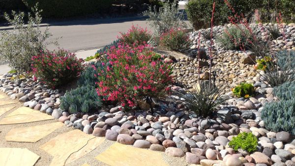 Xeriscape Landscaping in Boerne