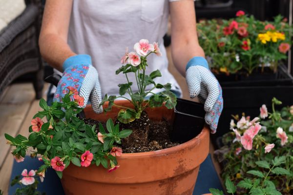Plant Care Service in Boerne