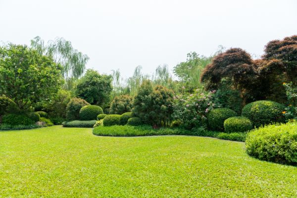 Tree Landscaping in Boerne