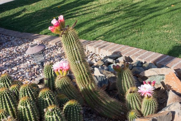 Desert Landscaping in Boerne