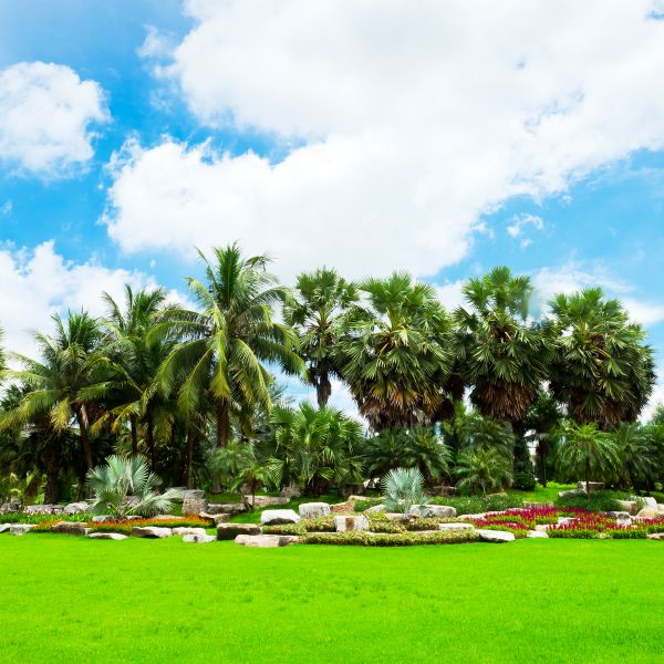 Tropical Landscaping in Boerne