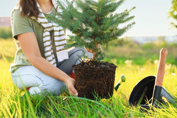 Spruce Tree Planting in Boerne