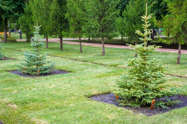 Privacy Trees Planting in Boerne