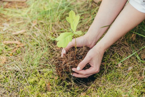 Oak Tree Planting in Boerne