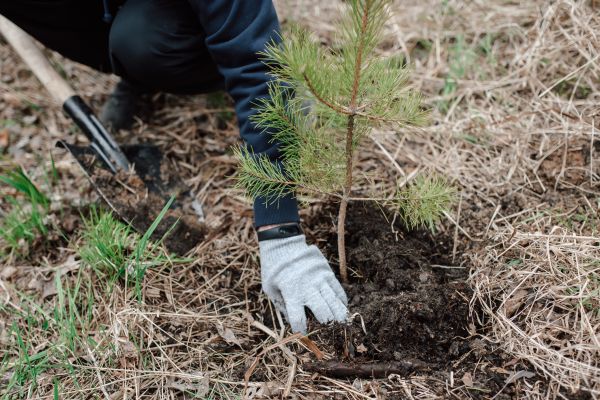 Pine Tree Planting in Boerne