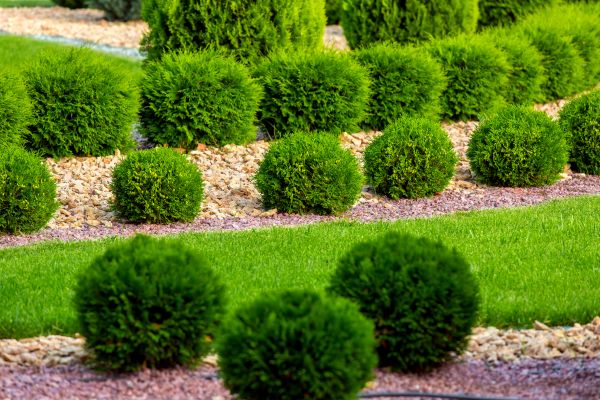 Bush Replacement in Boerne
