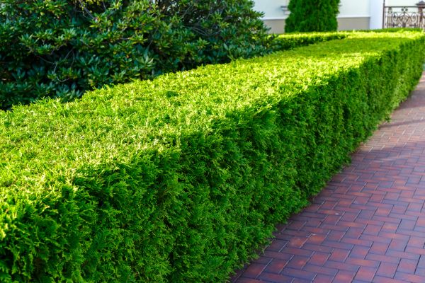 Hedge Installation in Boerne