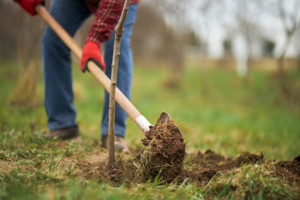 Trees Planting in Boerne