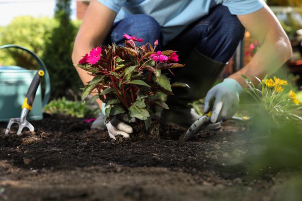 Plant Replacement in Boerne