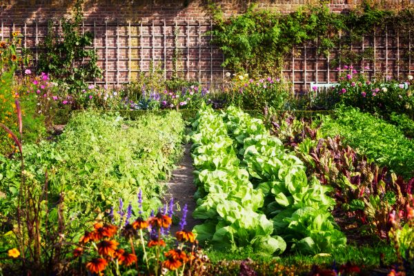 Garden Planting Service in Boerne