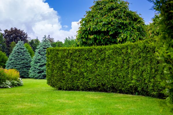 Hedge Landscaping in Boerne