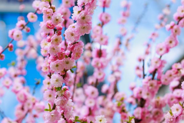 Japanese Cherry Tree Planting in Boerne
