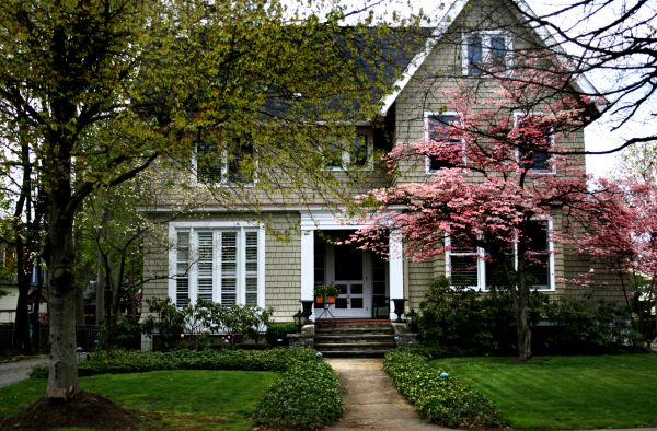 Ornamental Tree Planting in Boerne