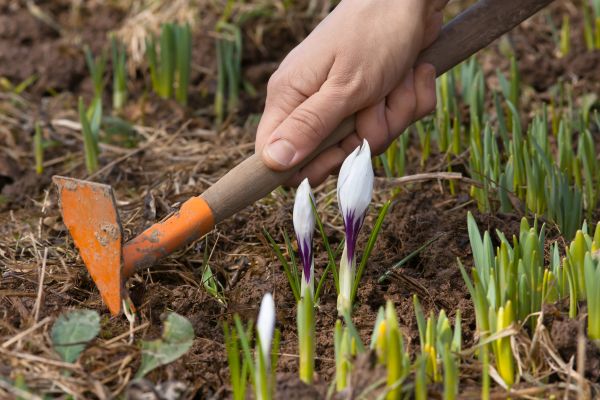 Flower Garden Weeding in Boerne
