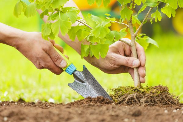 Fruit Tree Planting in Boerne