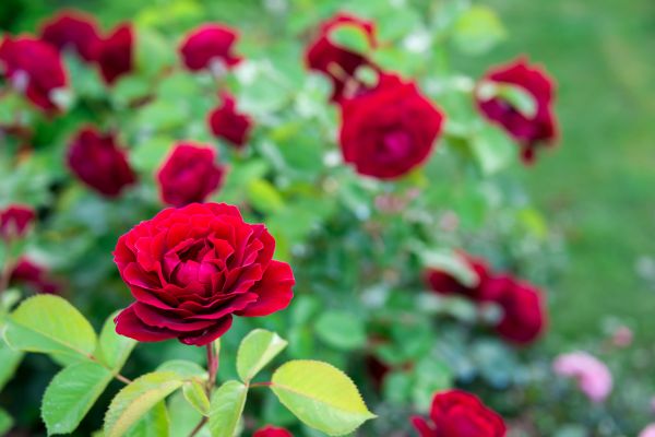 Rose Planting in Boerne