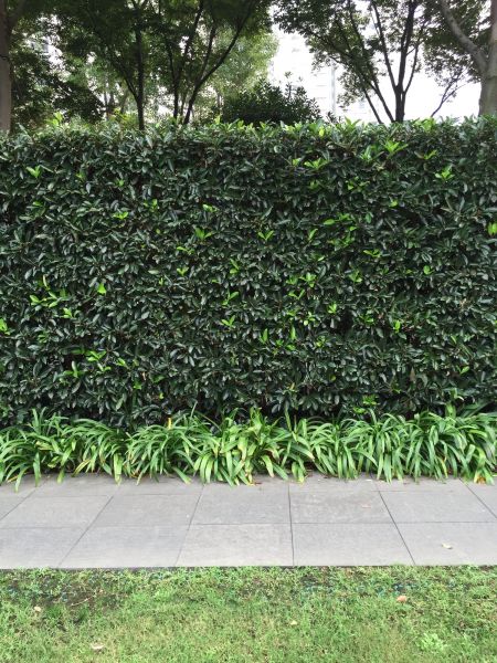 Privacy Shrub Planting in Boerne