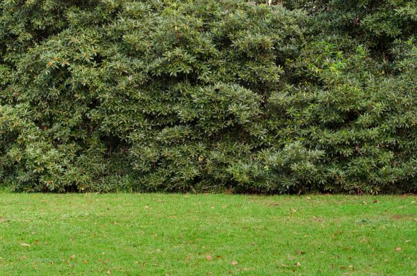 Privacy Hedge Planting in Boerne