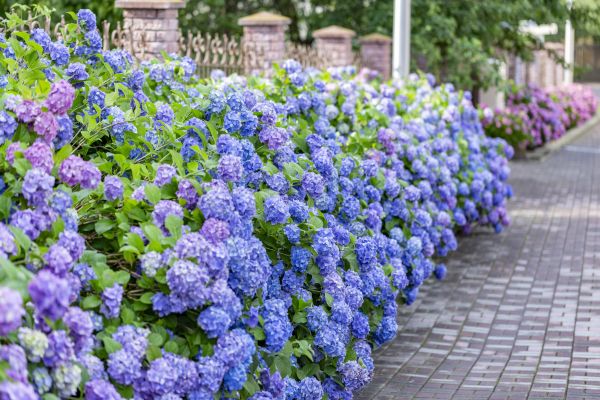Hydrangea Landscaping in Boerne