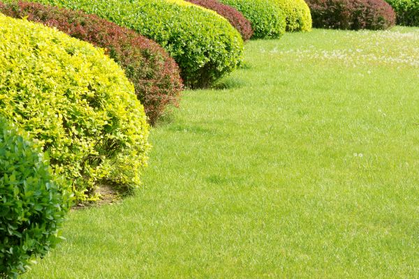 Shrubbery Planting in Boerne