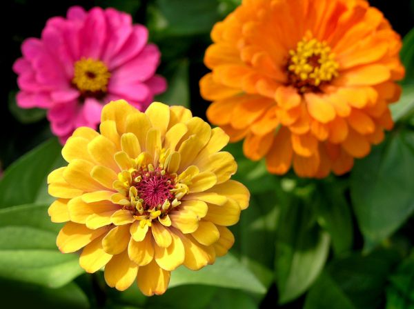 Zinnia Planting in Boerne