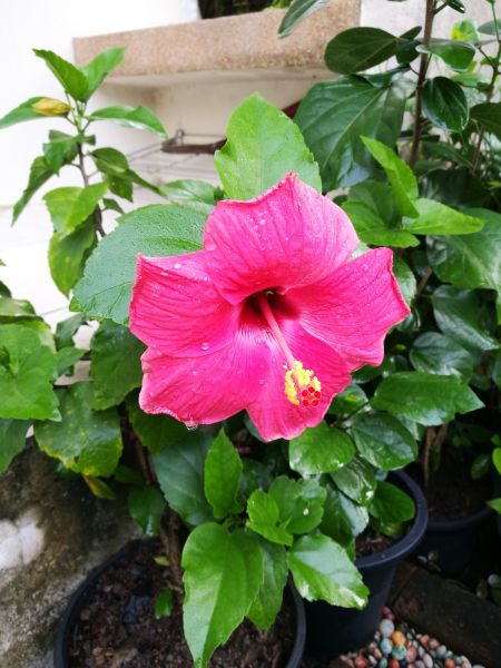 Hibiscus Planting in Boerne
