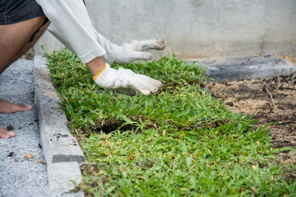 Ground Cover Planting in Boerne