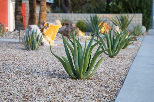 Drought Resistant Landscaping in Boerne