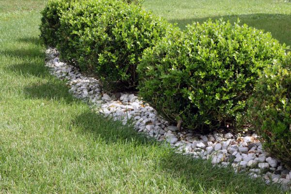 Boxwood Planting in Boerne