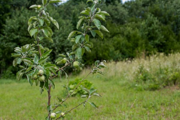 Apple Tree Planting in Boerne