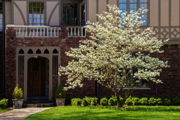 Dogwood Tree Planting in Boerne